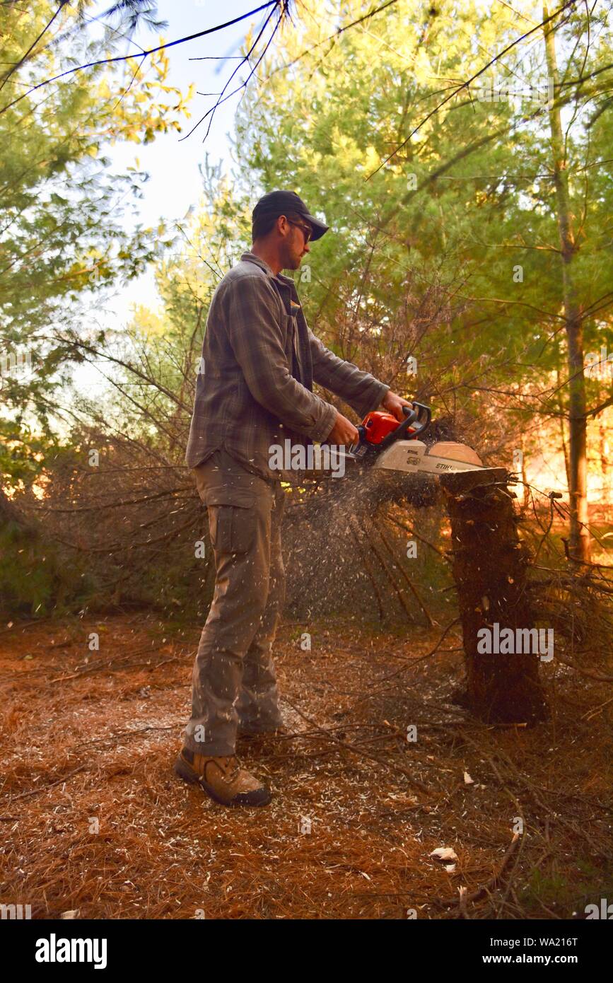 Fit man cutting felling pine tree with Stihl chainsaw in late autumn at sunset, cutting for Christmas tree or clearing woods, Wisconsin, USA Stock Photo