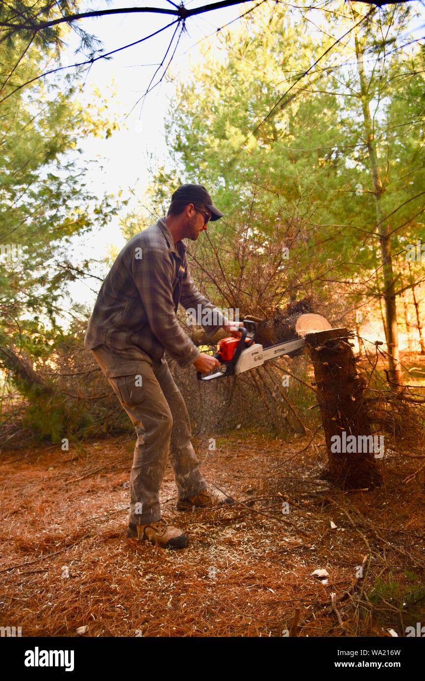 Fit man cutting felling pine tree with Stihl chainsaw in late autumn at sunset, cutting for Christmas tree or clearing woods, Wisconsin, USA Stock Photo