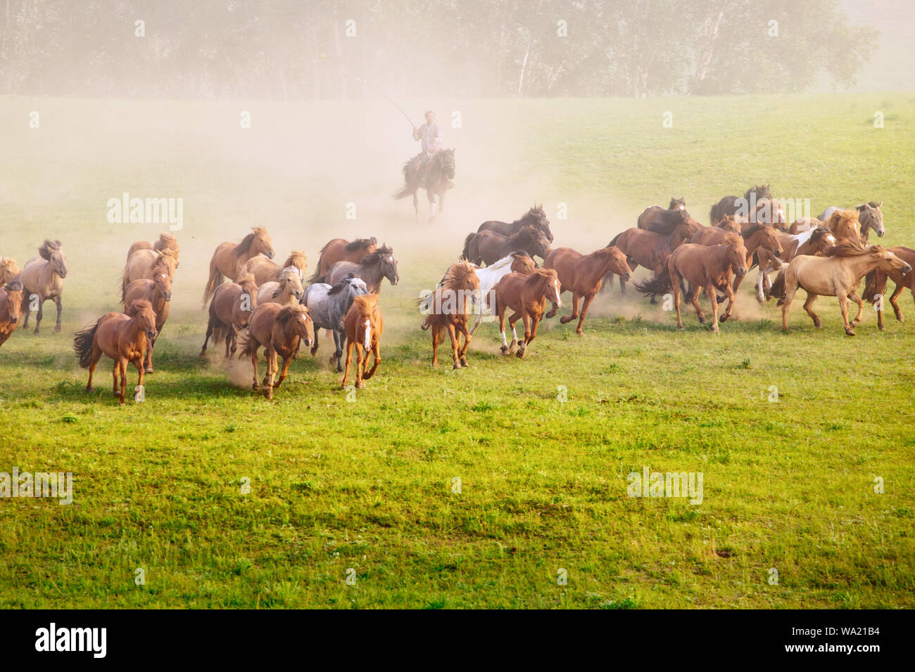 Horse pentium Stock Photo