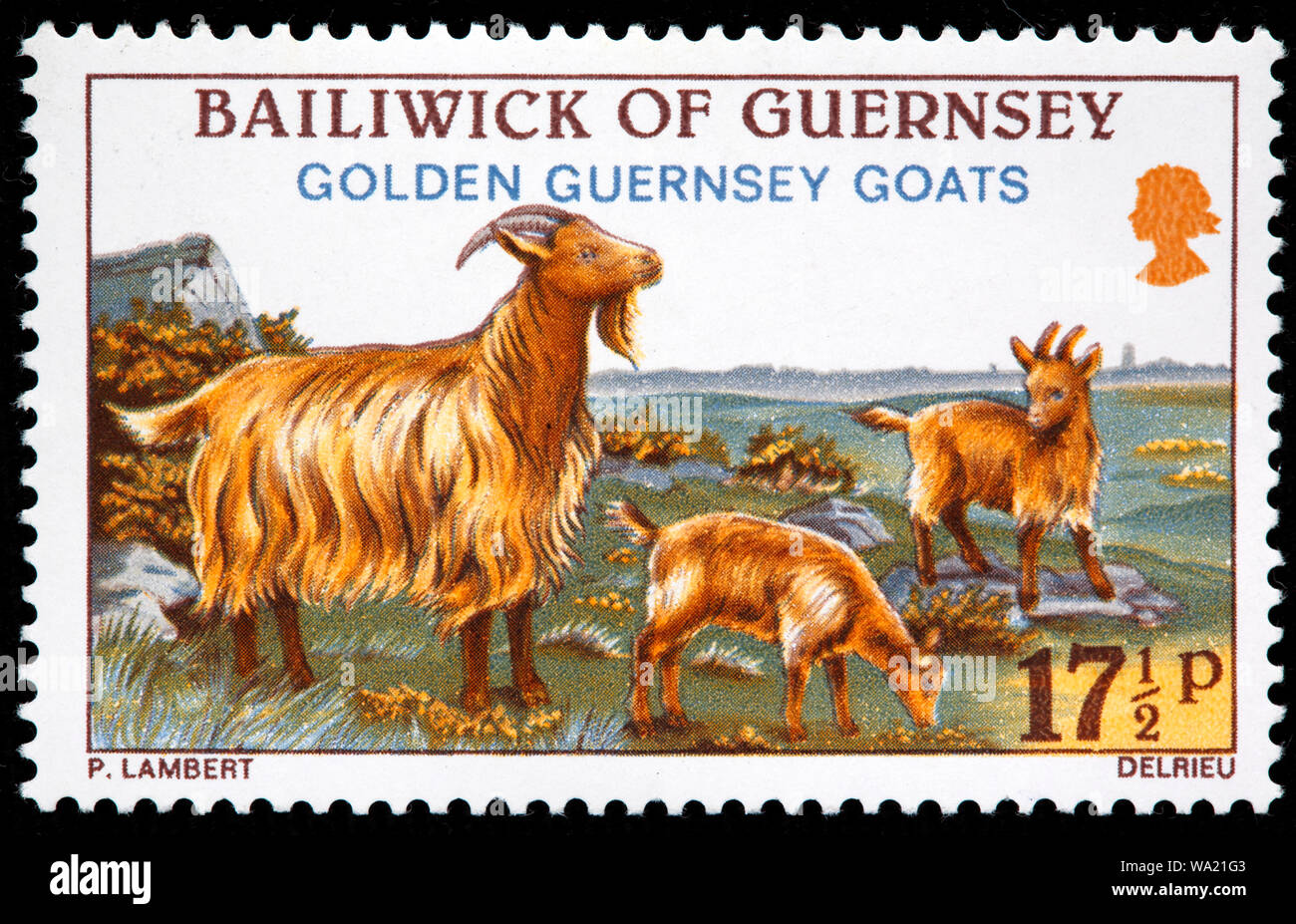 Golden guernsey goat hires stock photography and images Alamy