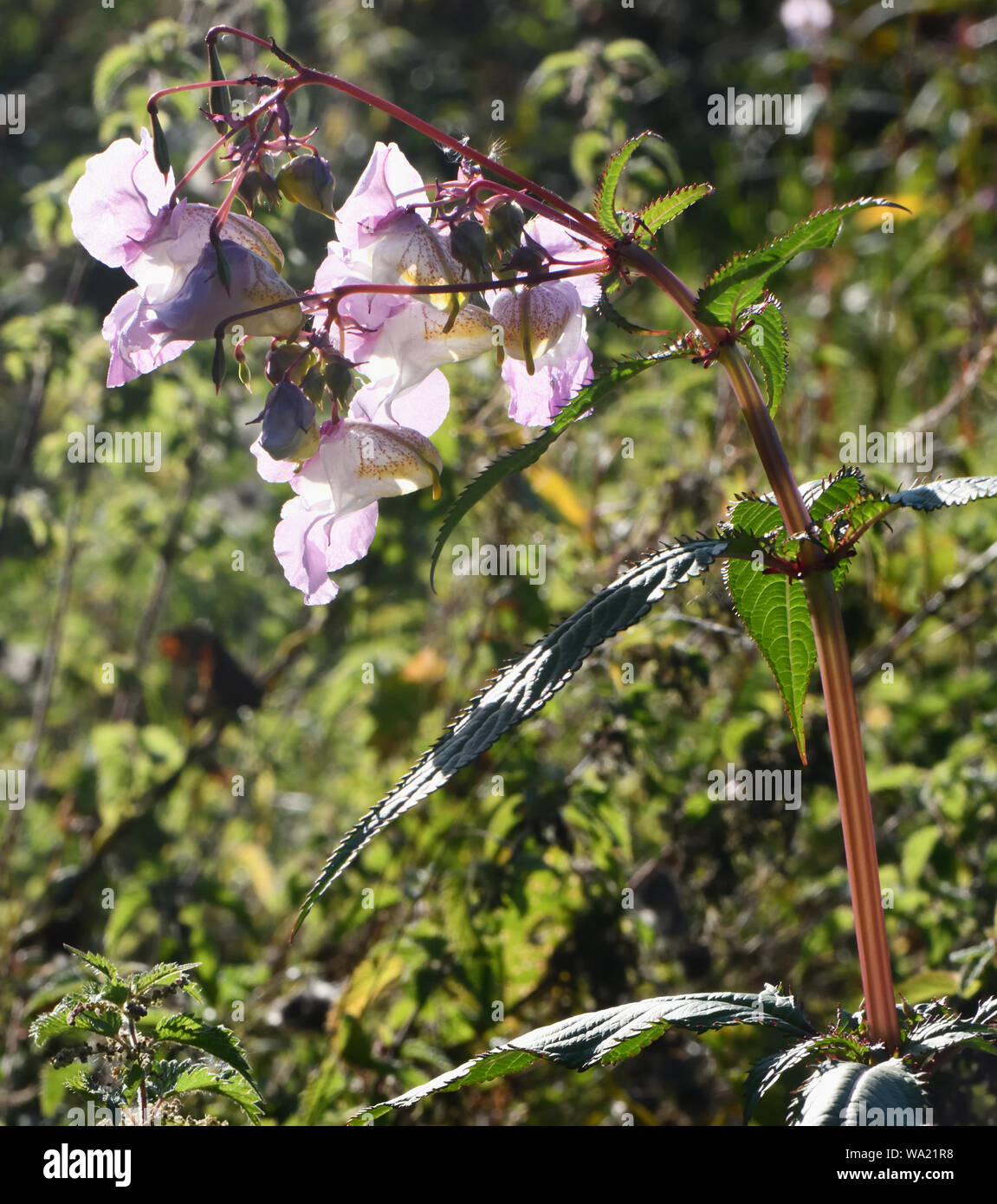 Flowers, buds and explosive seed pods of Himalayan Balsam (Impatiens glandulifera) growing amongst stinging nettles (Urtica dioica) in unusually dry s Stock Photo