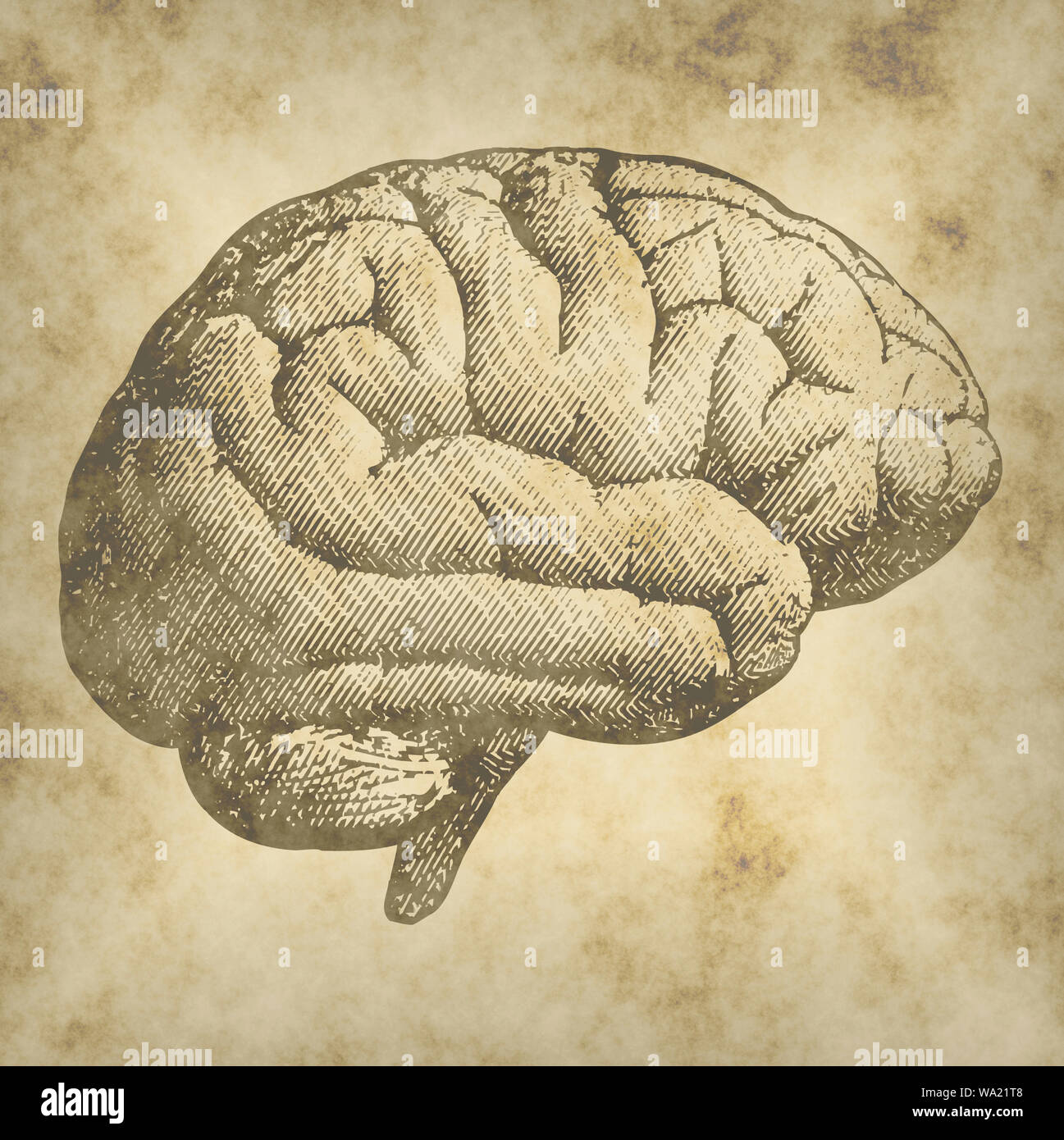 Lateral view of a brain, drawing. Brain degenerative diseases, Parkinson, synapses, neurons, Alzheimer's Stock Photo