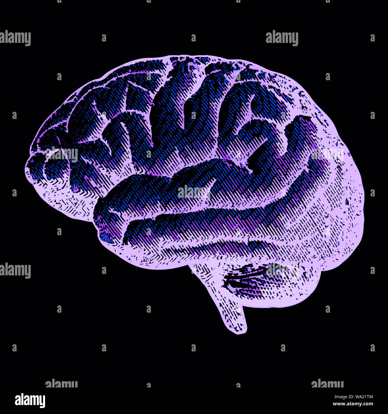 Lateral view of a brain, drawing. Brain degenerative diseases, Parkinson, synapses, neurons, Alzheimer's Stock Photo