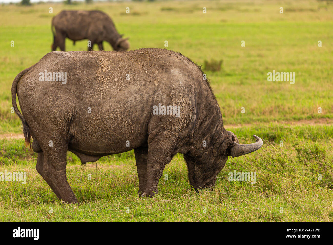 Colour photograph of grazing African Buffalo in profile, taken in Kenya. Stock Photo