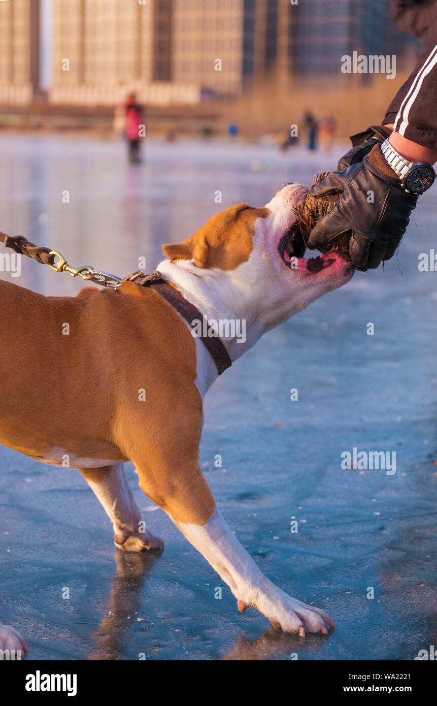 Stanford terrier Stock Photo