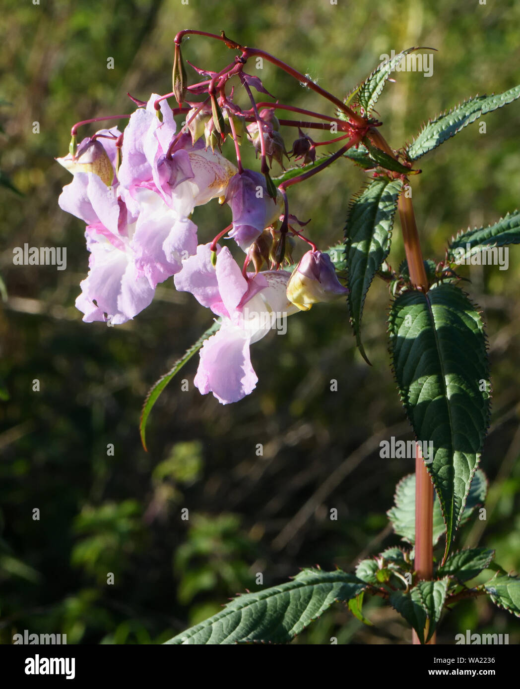 Flowers, buds and explosive seed pods of Himalayan Balsam (Impatiens glandulifera) growing amongst stinging nettles (Urtica dioica) in unusually dry s Stock Photo