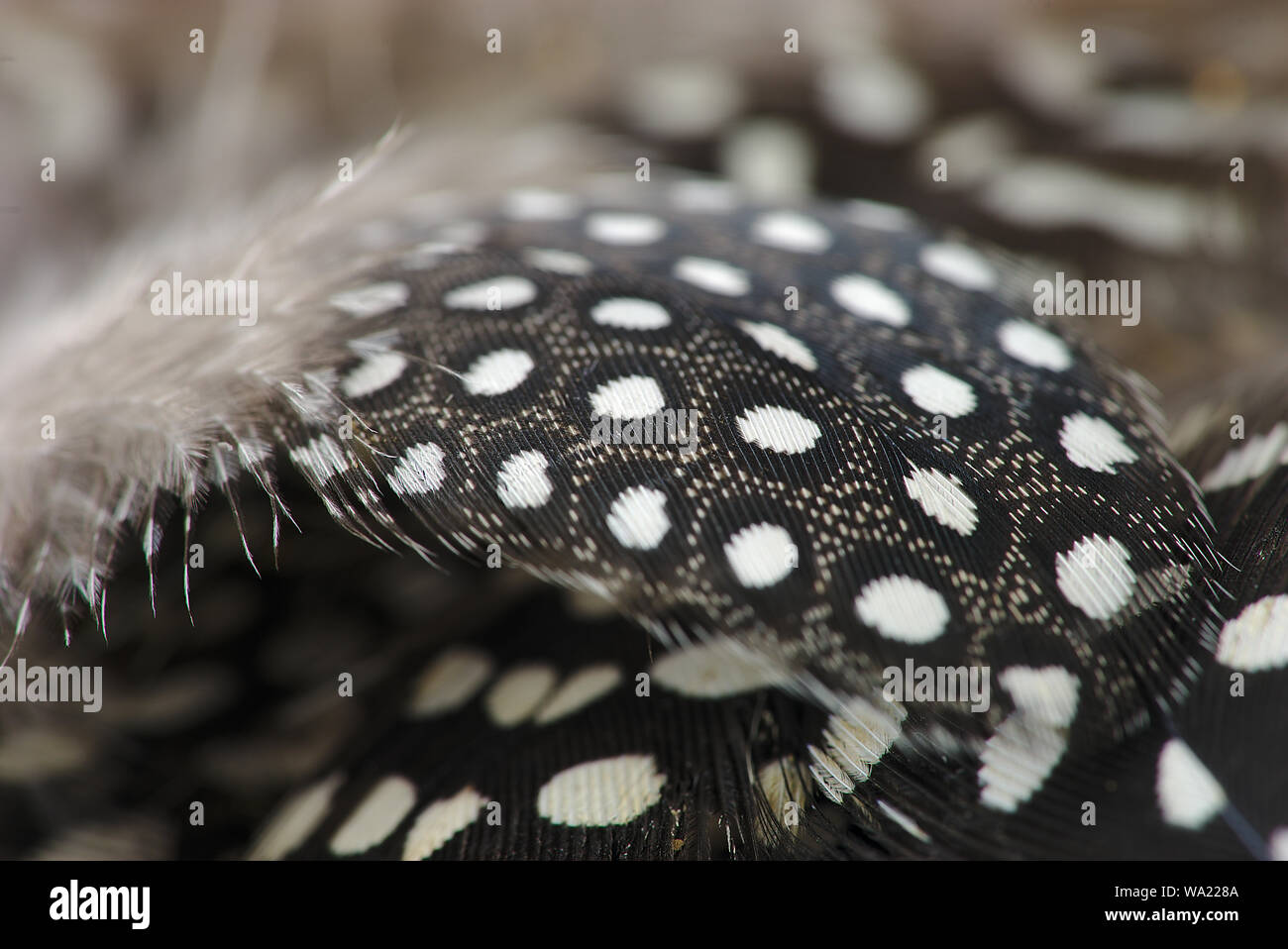 feather and fowl of spotted guinea fowl, black and white, close-up