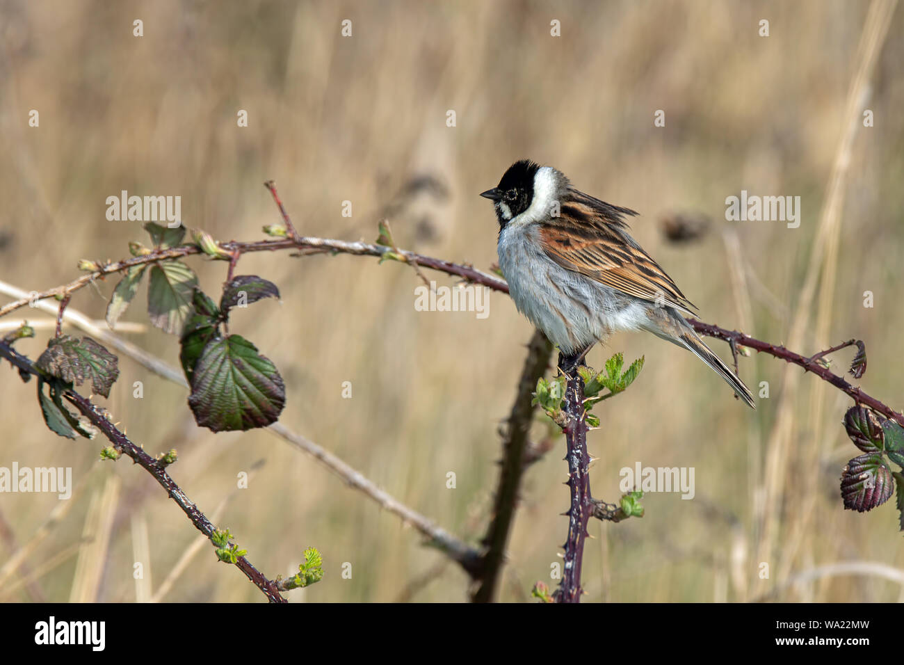 Male Reed Bunting perched on a thorny branch with space for copy Stock Photo