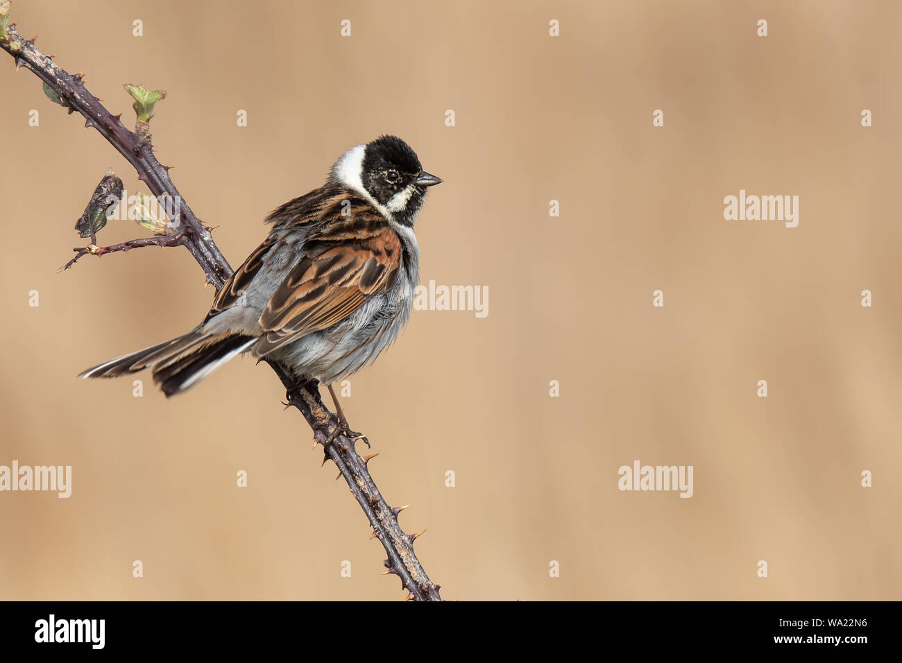 Male Reed Bunting perched on a thorny branch with a clear background and space for copy Stock Photo