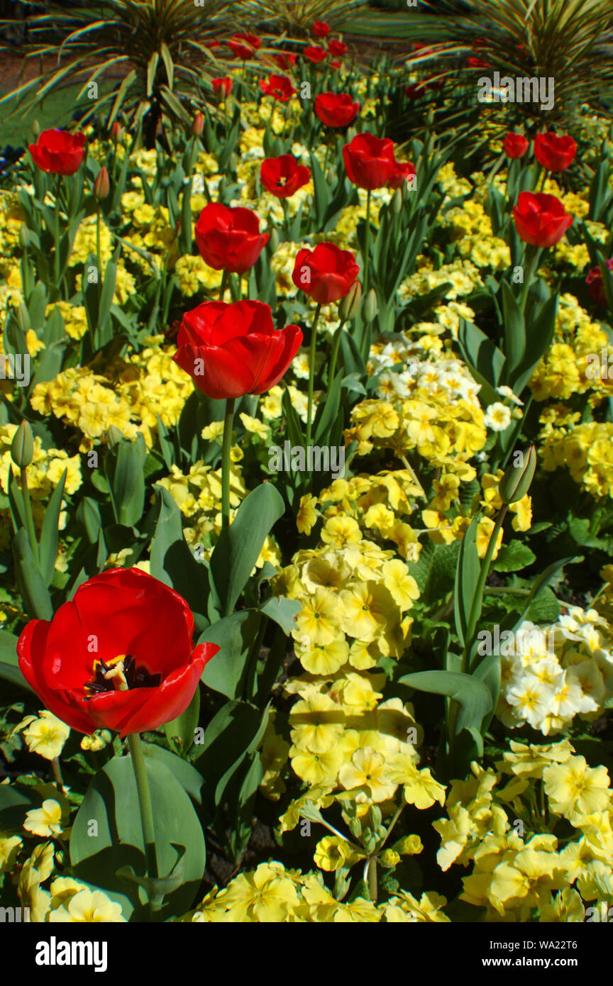 Flower bed in Christchurch Botanical Gardens, New Zealand Stock Photo