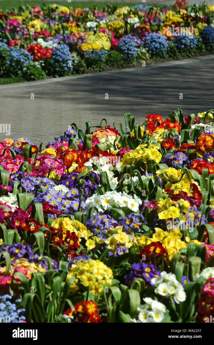 Flower beds in Christchurch Botanical Gardens, New Zealand Stock Photo