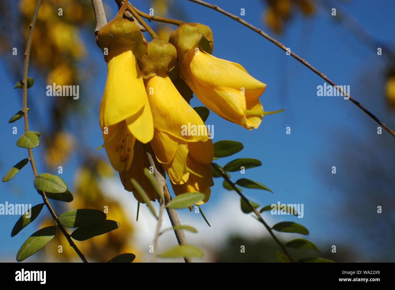 Yellow flowers of New Zealand Kowhai, Sophora microphylla, Canterbury, New Zealand Stock Photo