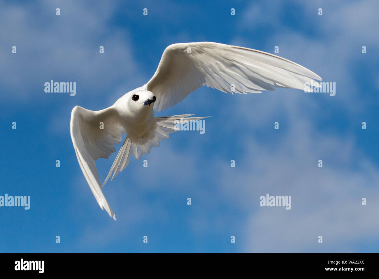 White Tern in flight Stock Photo