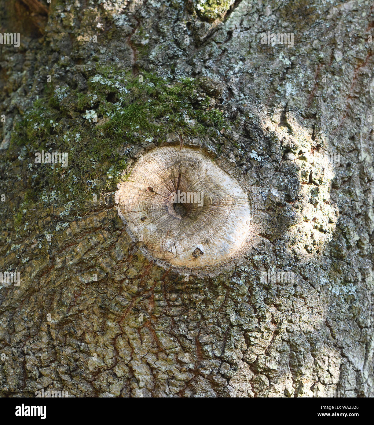 A well healed wound on the trunk on an oak tree (Quercus robur) where a branch has been removed.. Groombridge, East Sussex, Stock Photo
