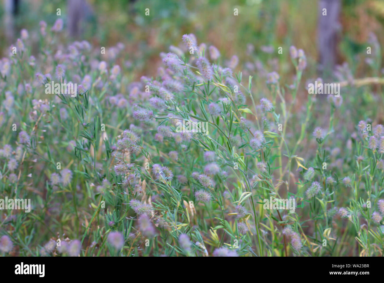 Purple arizona native flowers blooming hires stock photography and