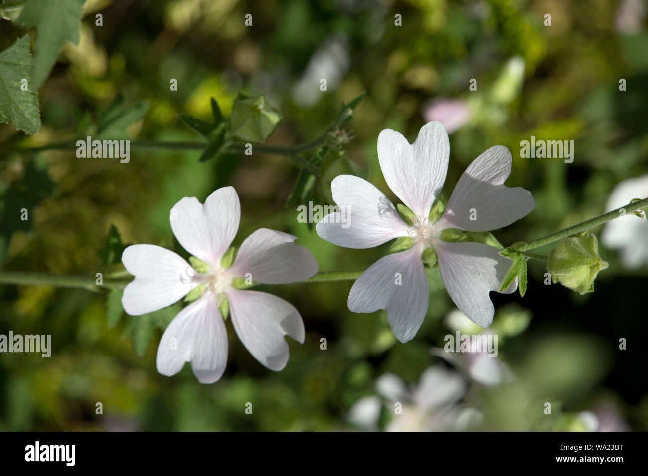 Malve rosa hi-res stock photography and images - Alamy