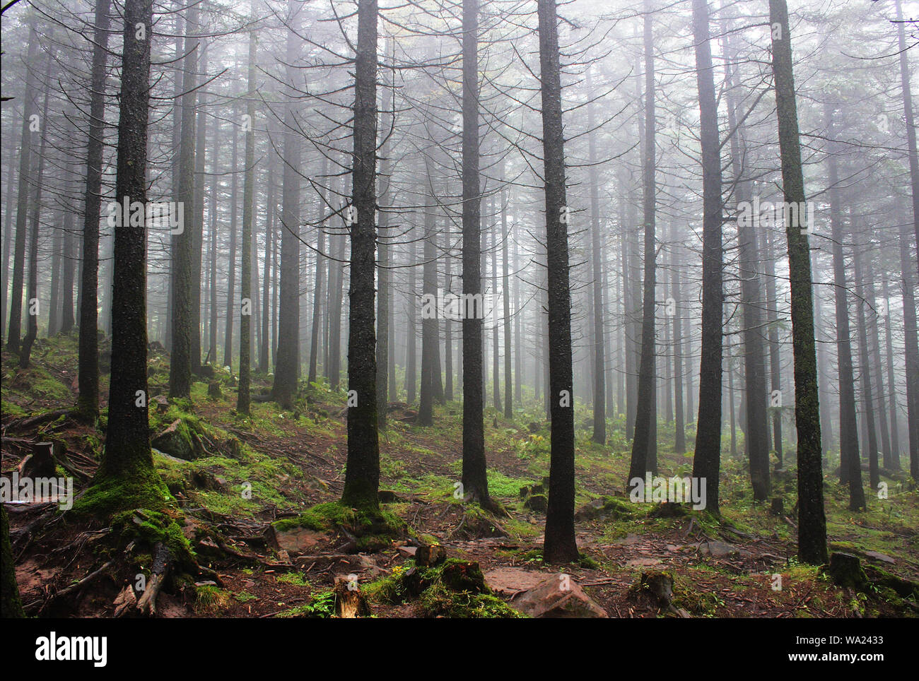 The fog pine forest Stock Photo - Alamy