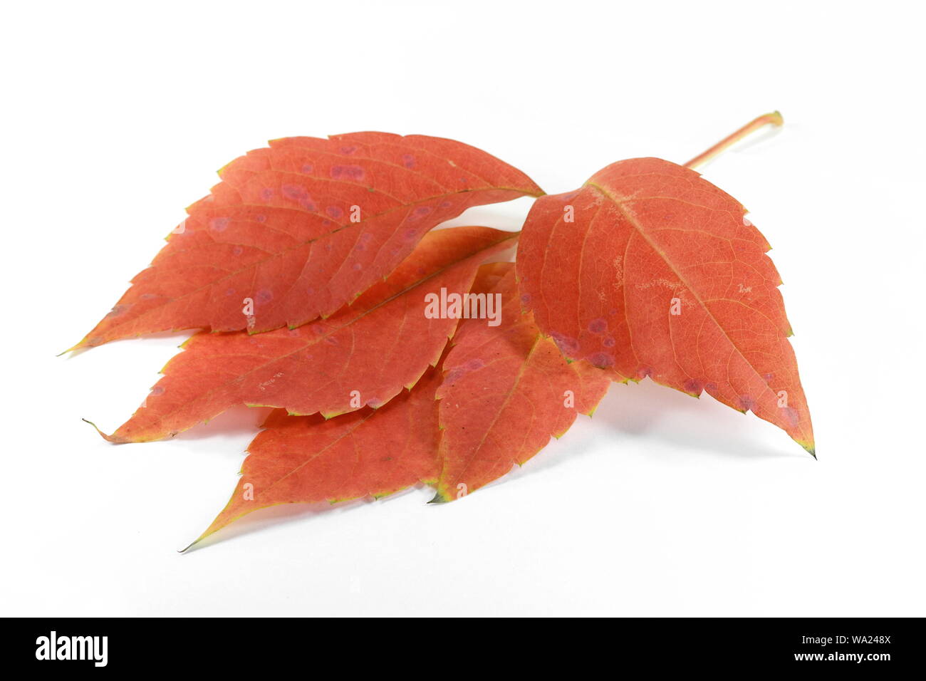 Red autumn leaf isolated on white background Stock Photo - Alamy