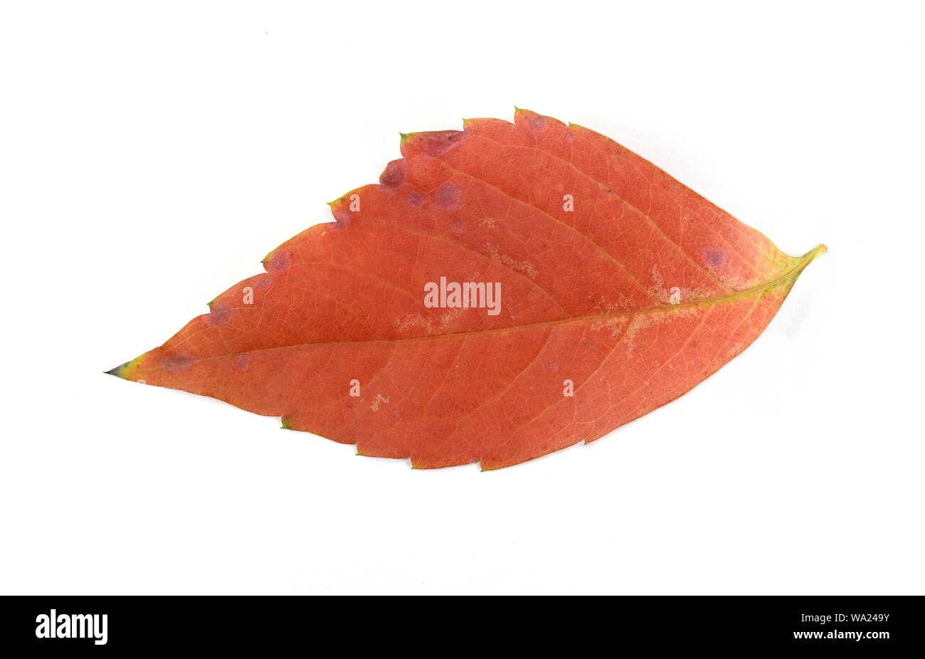 Red autumn leaf isolated on white background Stock Photo - Alamy