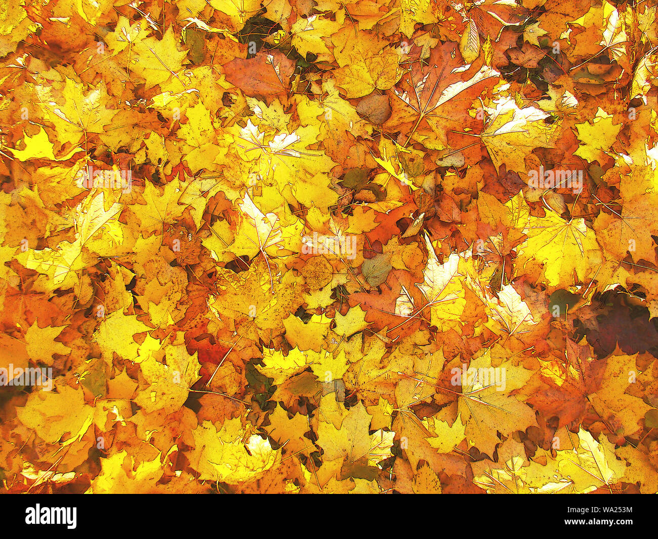 Picturesque illustrated background of bright autumn leaves lying on the ...