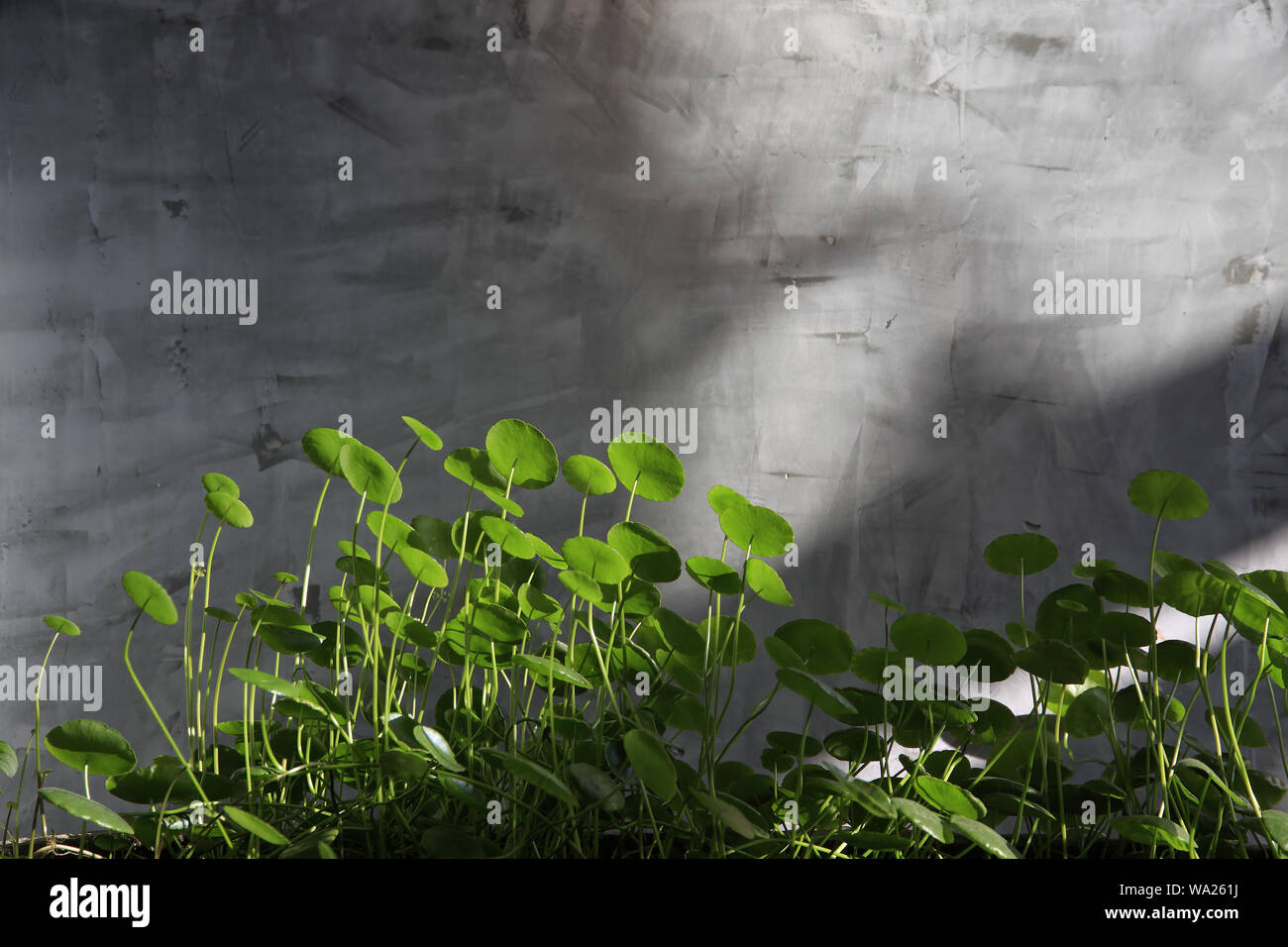 Green leaves shadow on hi-res stock photography and images - Alamy