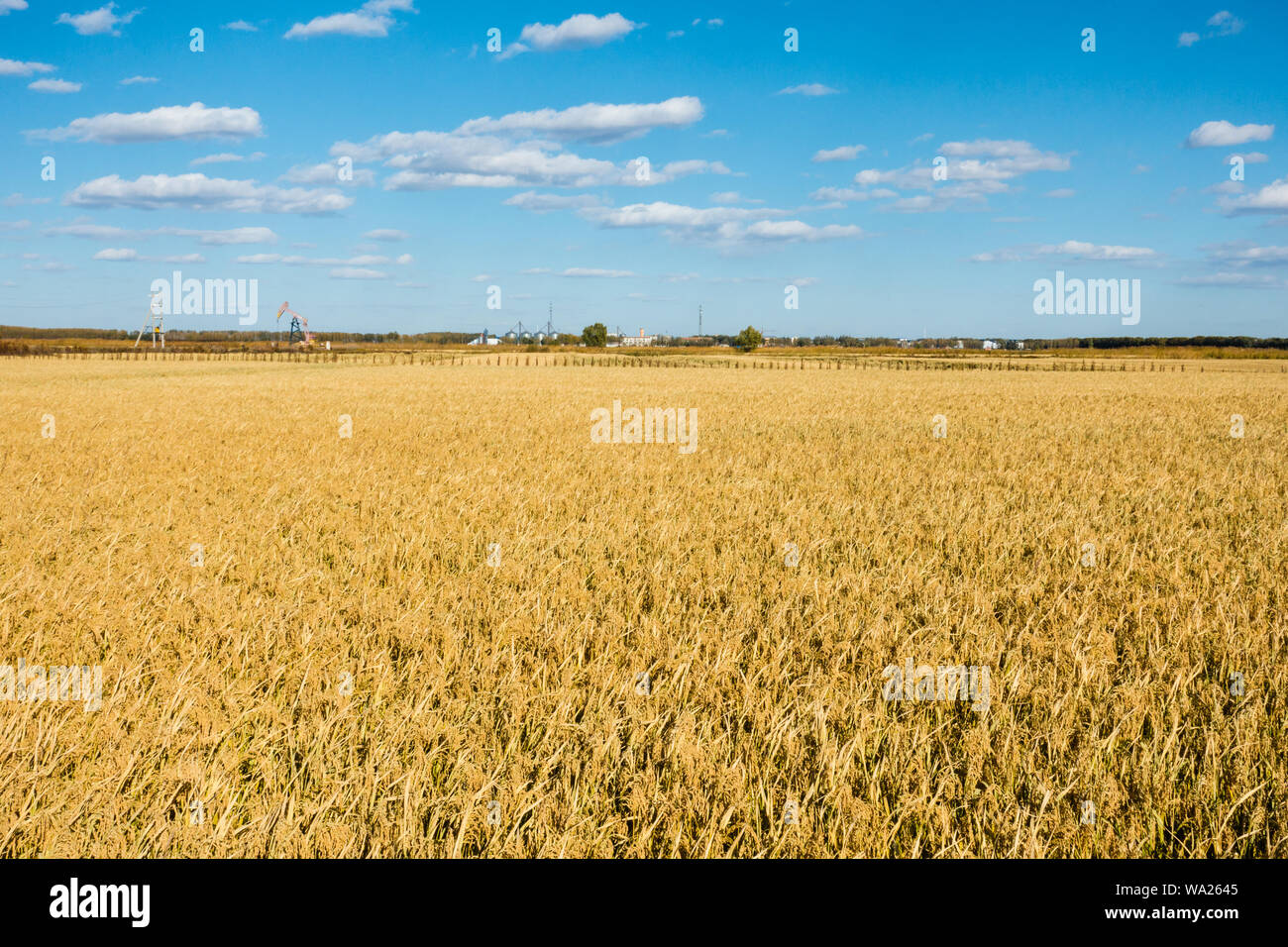 The golden rice fields Stock Photo - Alamy