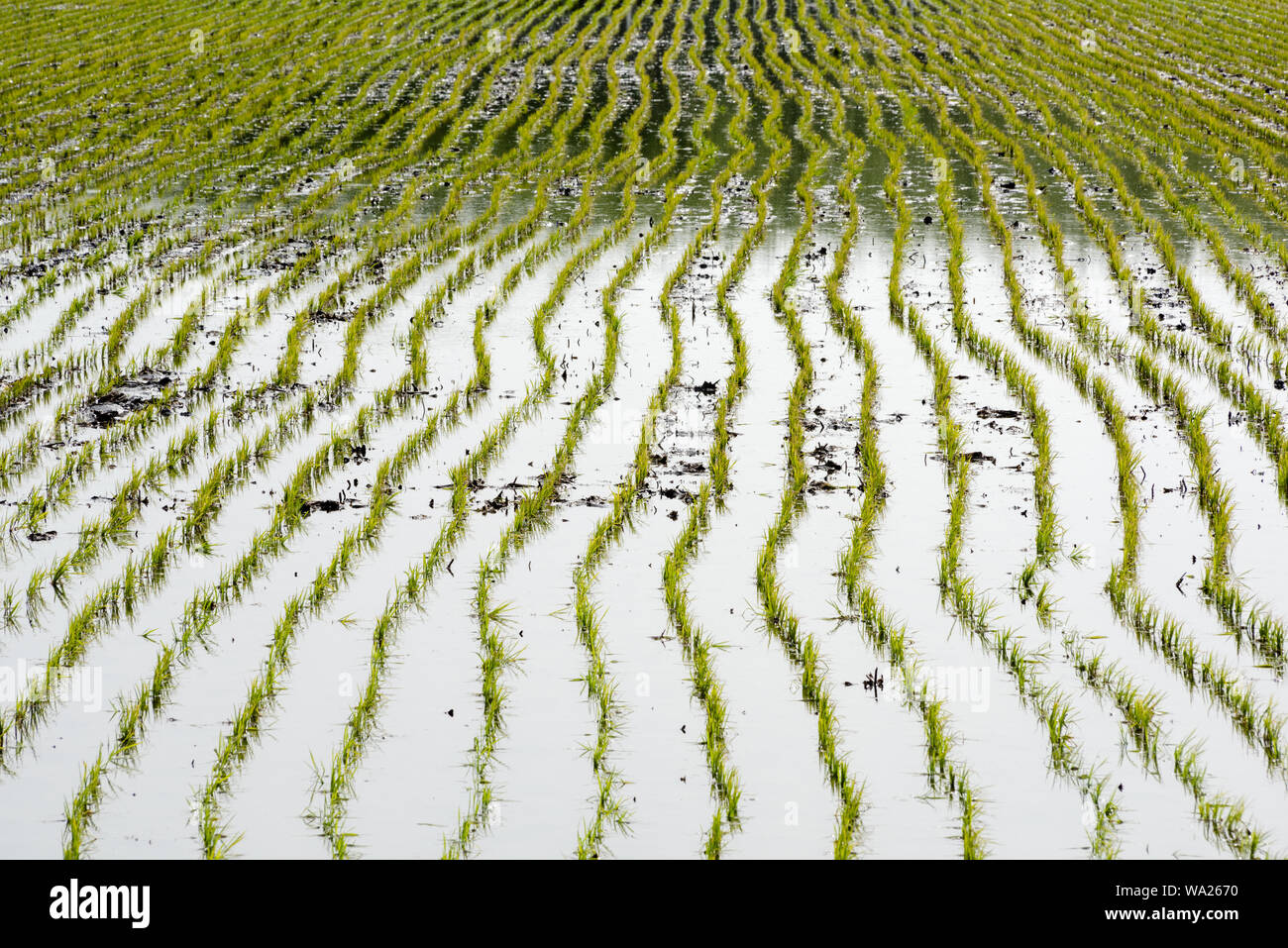 Chinese rice culture and irrigation hi-res stock photography and images ...