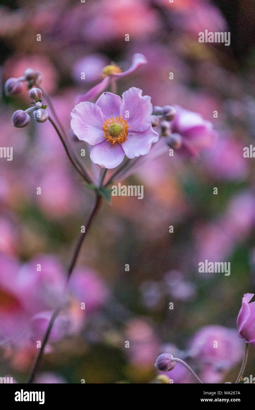 Pink flowers in a garden Stock Photo - Alamy