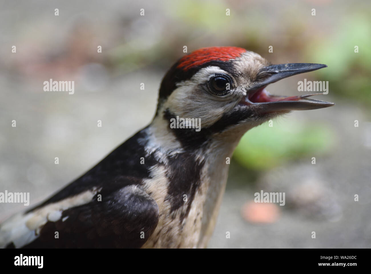 A juvenile great spotted woodpecker (Dendrocopos major) with its distinctive red head noisily demands food from its parents. Bedgebury Forest, Kent, U Stock Photo