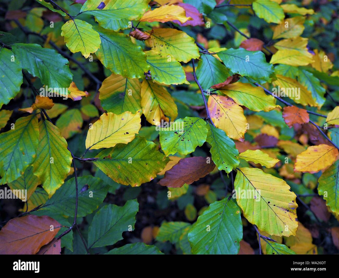Green, yellow and brown autumn beech tree leaves closeup Stock Photo