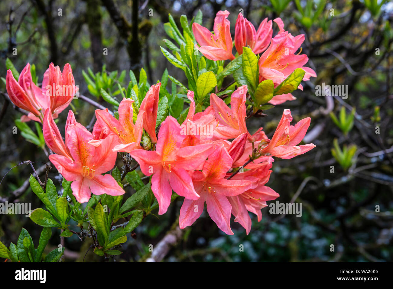 Japanese Pink Coral Hi res Stock Photography And Images Alamy japanese-pink-coral-hi-res-stock-photography-and-images-alamy