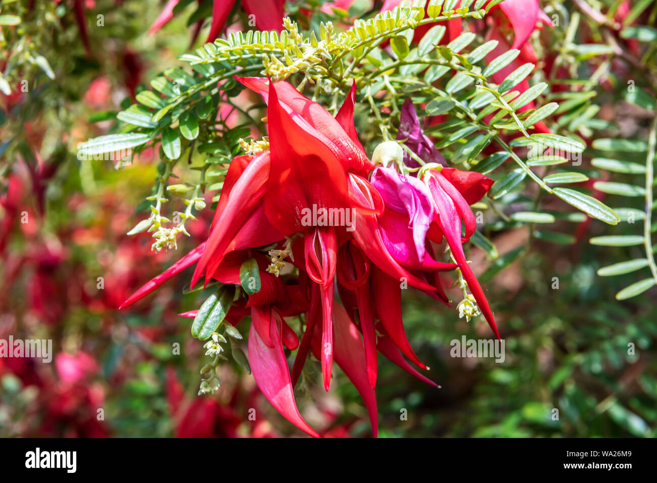 Claw-like red flowers of evergreen shrub of Clianthus Puniceus Roseus or glory pea. Stock Photo