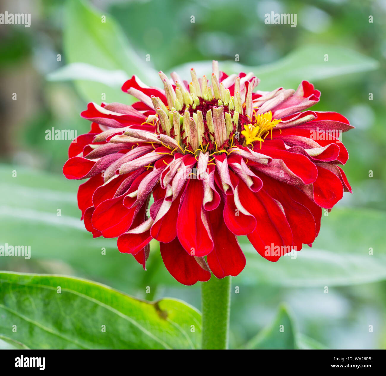 The Striking Color of a Zinnia Stock Photo
