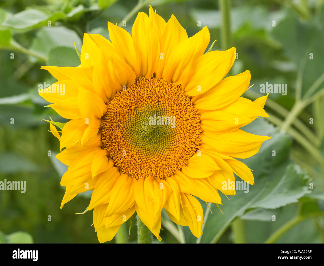 Large Yellow Sunflower in Bloom Stock Photo Alamy