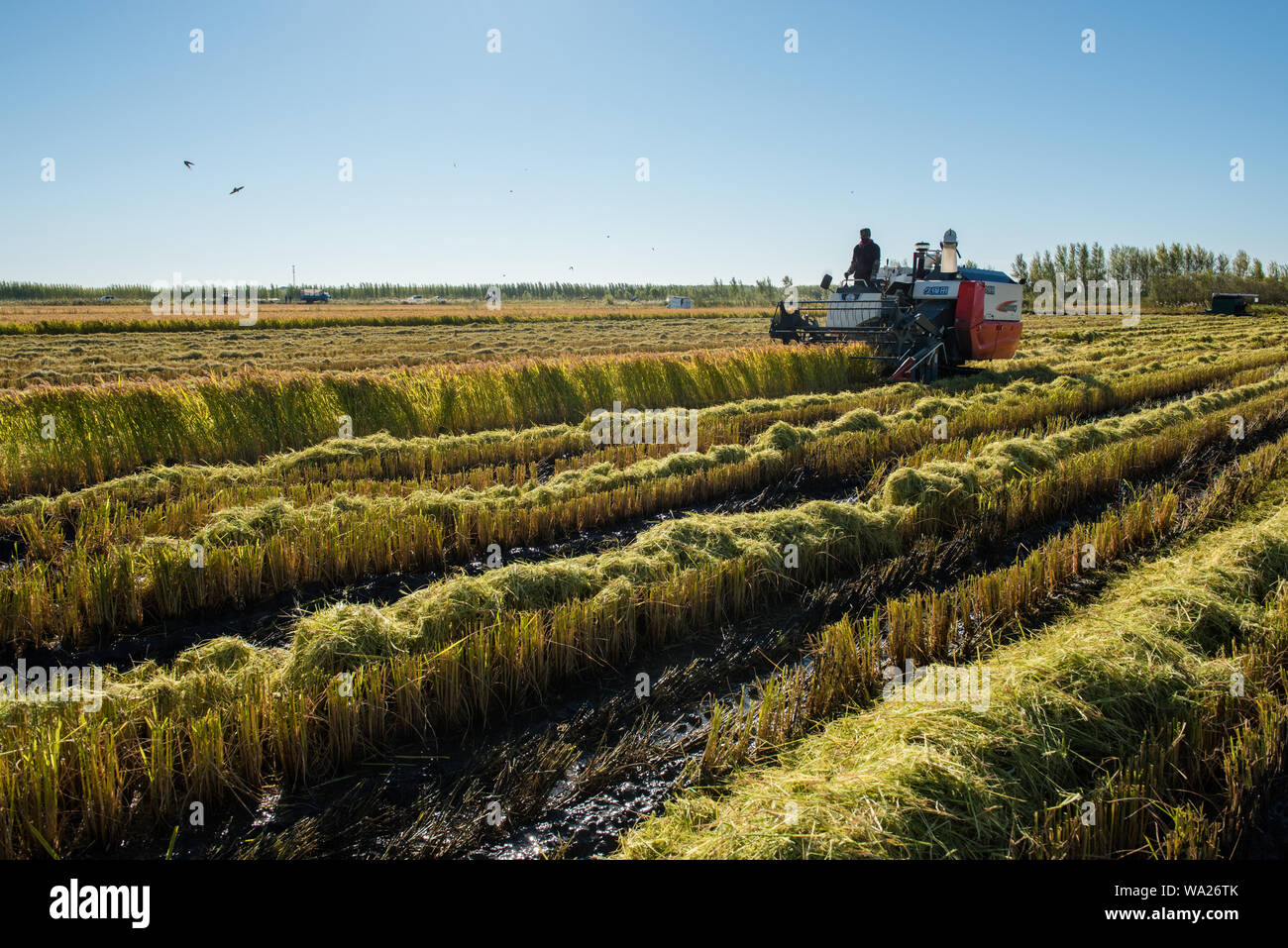 The rice harvest Stock Photo - Alamy