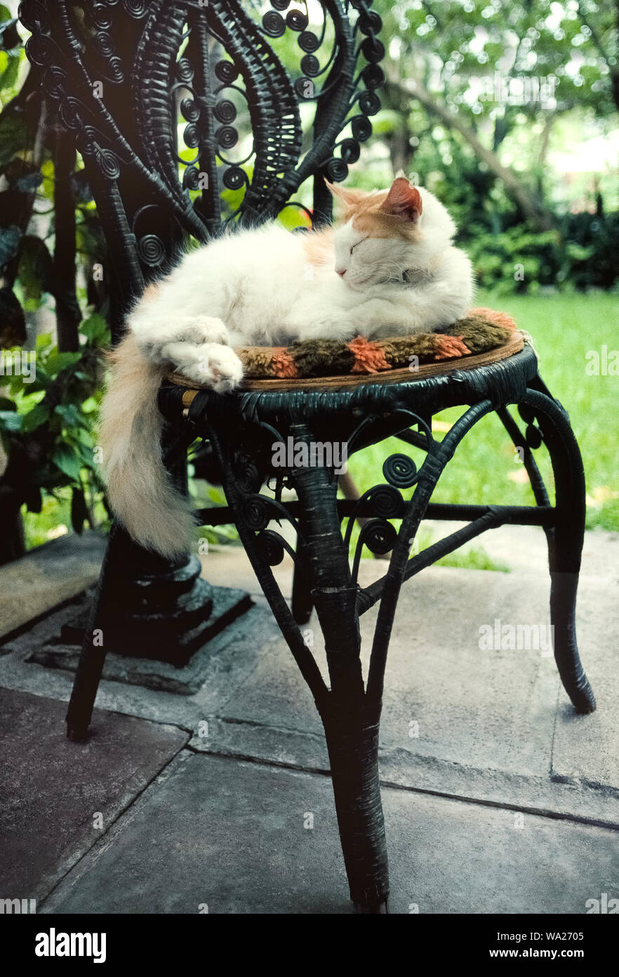 This sleepy cat resting outdoors on an old rattan chair is one of dozens of felines roaming the residence of famed author Ernest Hemingway who lived from 1931-39 at 907 Whitehead Street in Key West in the Florida Keys, Florida, USA. Many of these descendants of Hemingway's furry pets are polydactyl cats that have six toes instead of the usual five toes on their front paws and four toes on the back paws. These unusual animals can be seen by visitors at the privately-owned Hemingway House, which was built in 1851 and now is a U.S. National Historic Landmark open daily for tours. Stock Photo