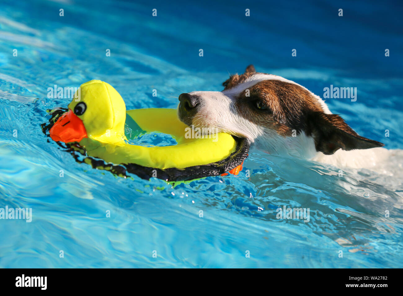Jack Russell Terrier dog swimming outdoors with yellow toy duck in mouth Stock Photo