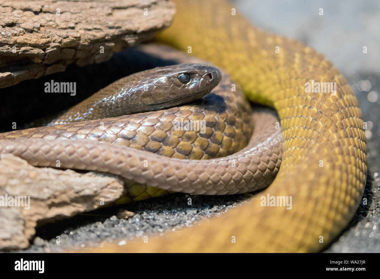 Highly venomous Australian Inland Taipan Stock Photo - Alamy