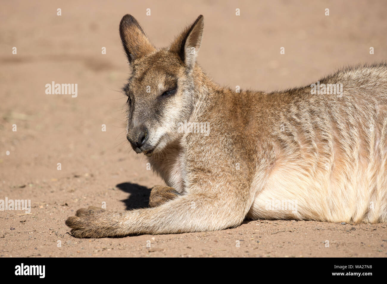 Agile Wallaby, Macropus agilis, Australia Stock Photo