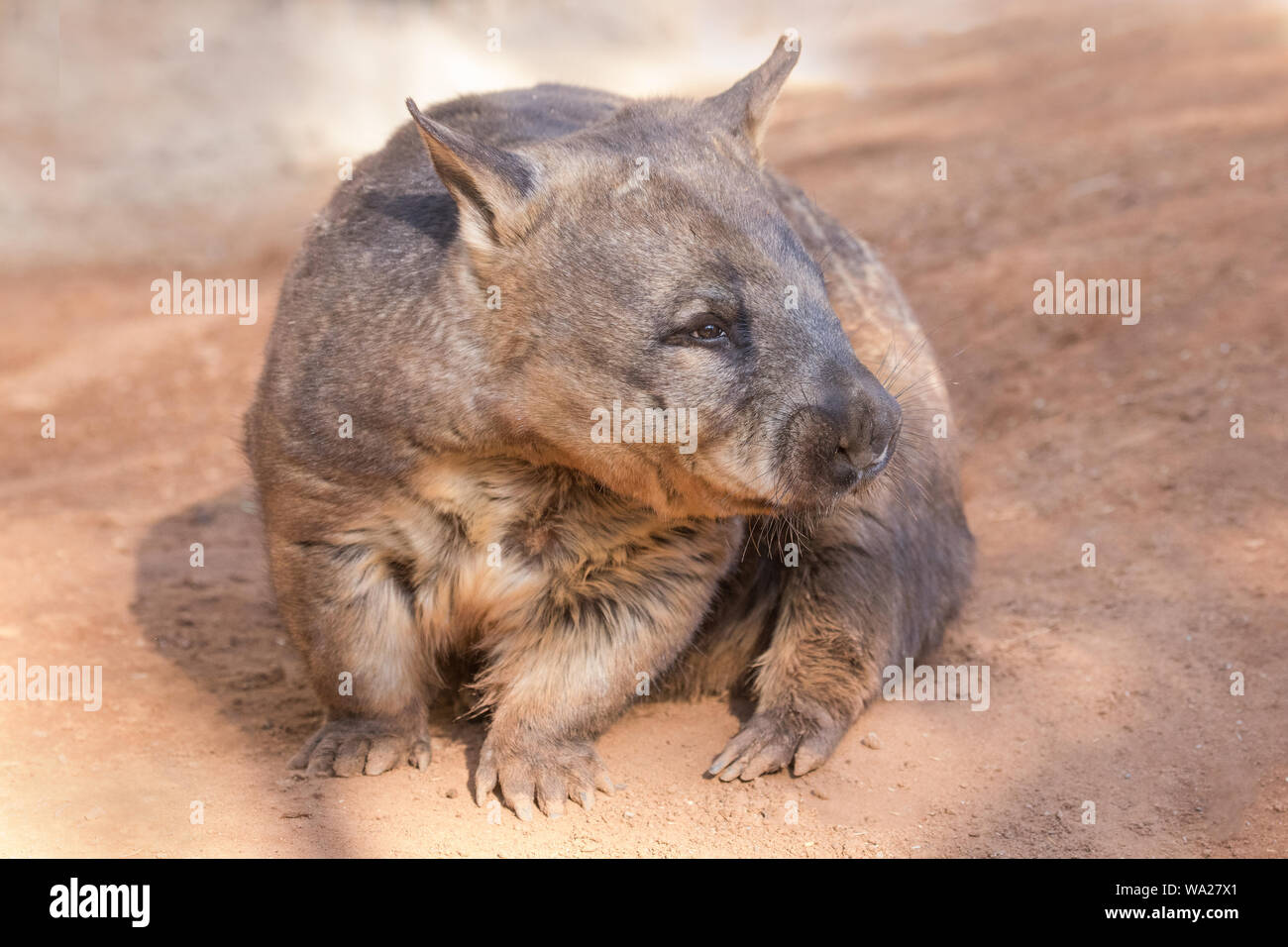 Southern Hairy-nose Wombat, Lasiorhinus latifrons, Southern Australia Stock Photo