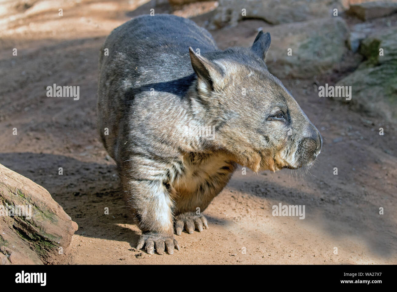 Southern Hairy-nosed Wombat, Lasiorhinus latifrons, Southern Australia Stock Photo