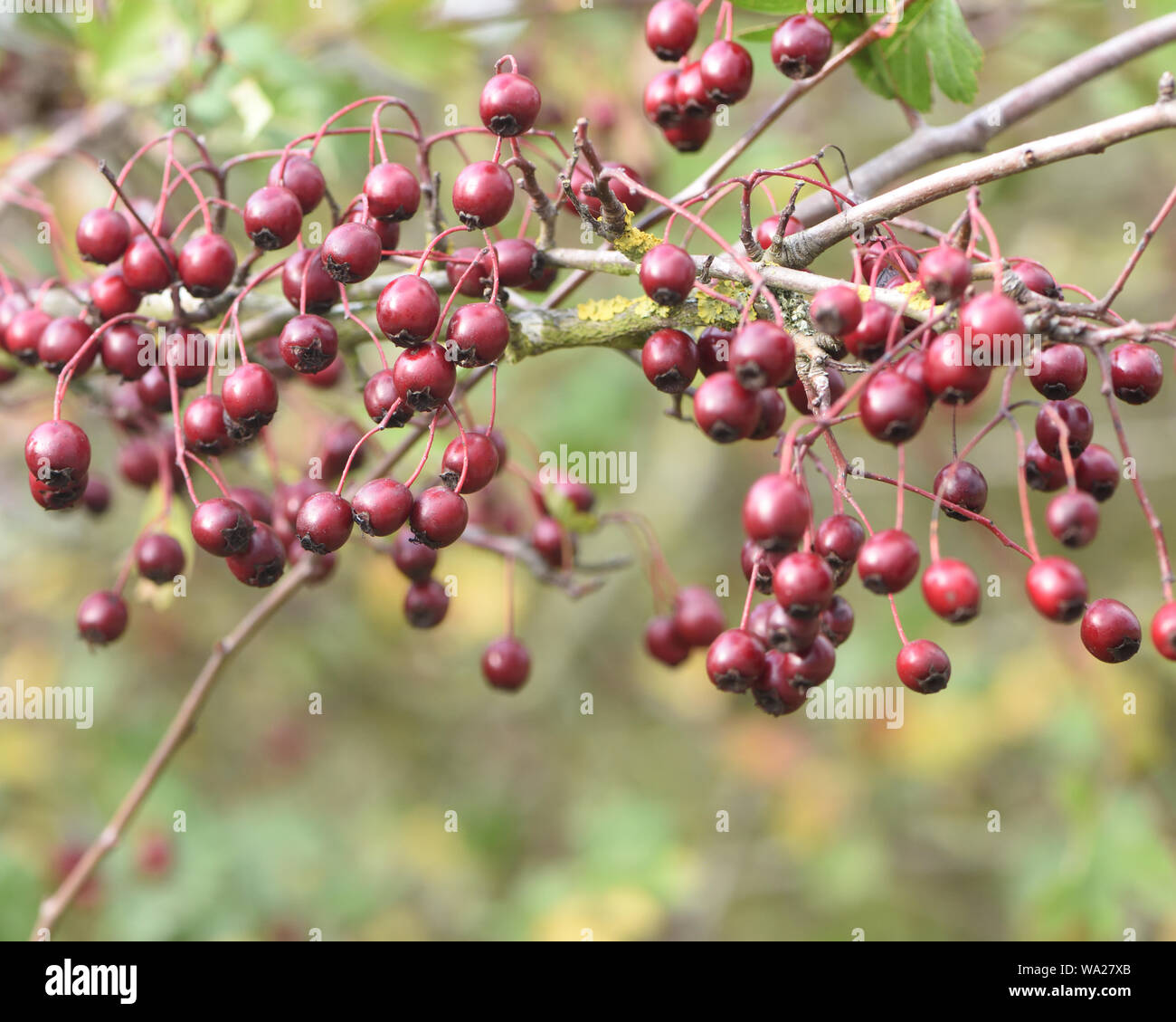 Red berries or, more correctly, pomes, of common hawthorn (Crataegus monogyna) in autumn attract birds who distribute the seeds. Bedgebury Forest, Ken Stock Photo
