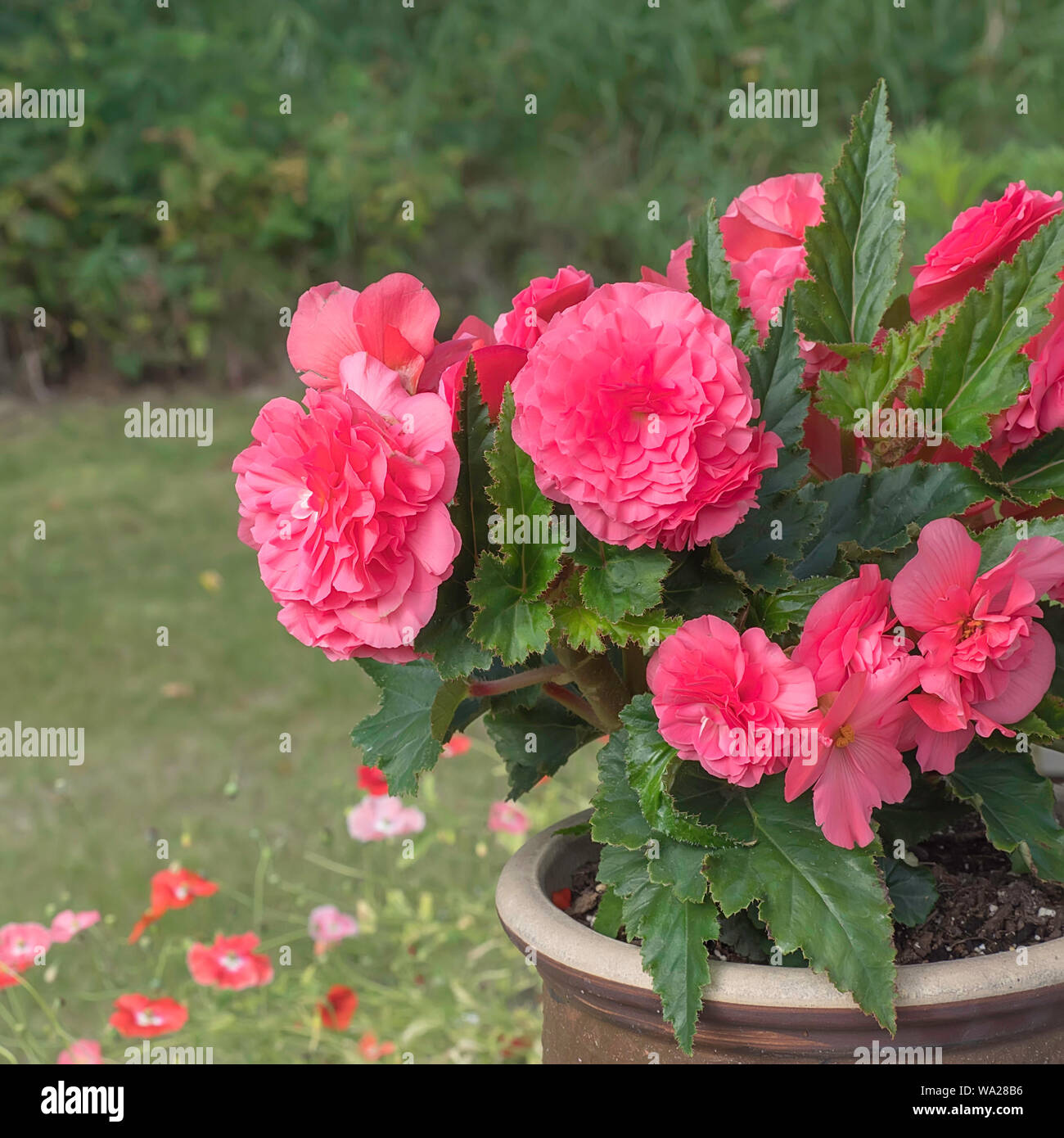 Pink Begonia Bouquet Closeup Stock Photo
