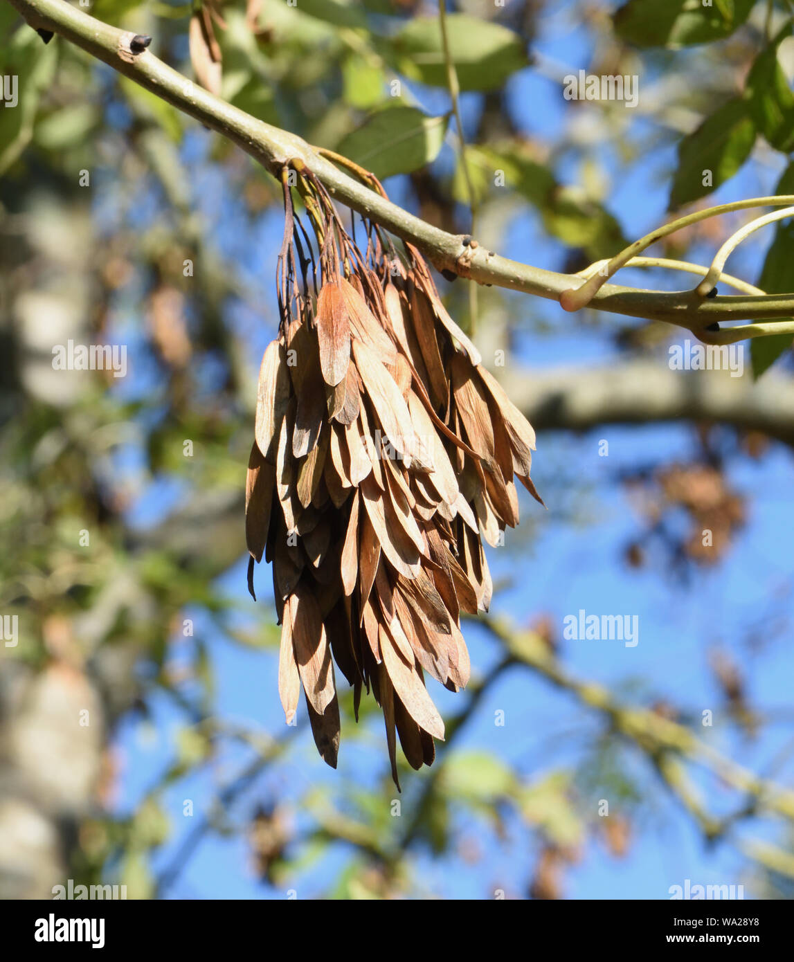 Winged fruits, each containing a seed, of the ash (Fraxinus excelsior) in autumn. The wings are formed from an extended pericarp. Lamberhurst, Kent, U Stock Photo