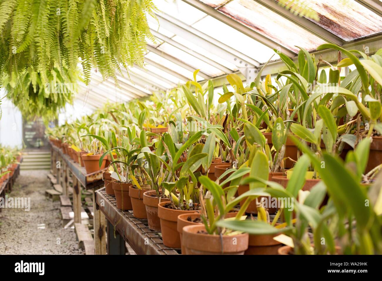 Full greenhouse hi-res stock photography and images - Alamy