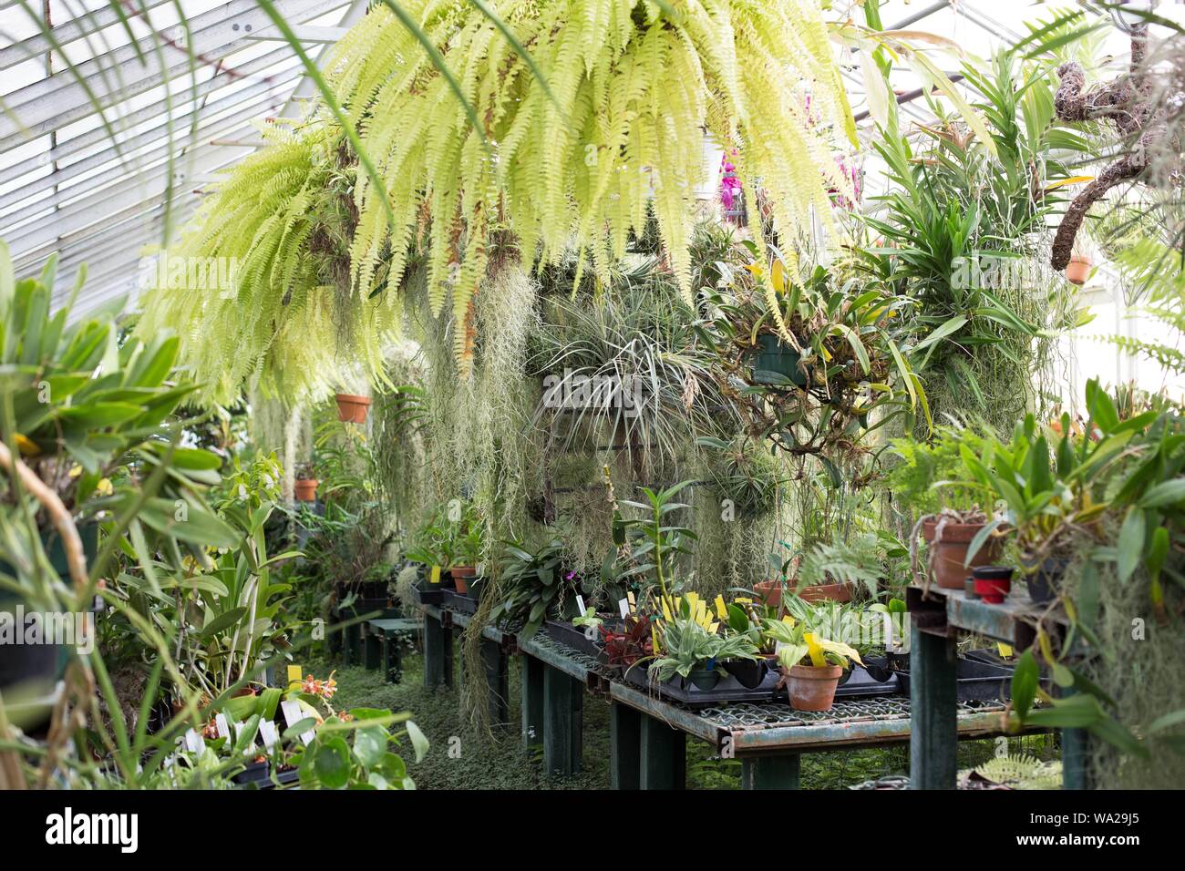A greenhouse full of plants at the College of the Ozarks in Branson