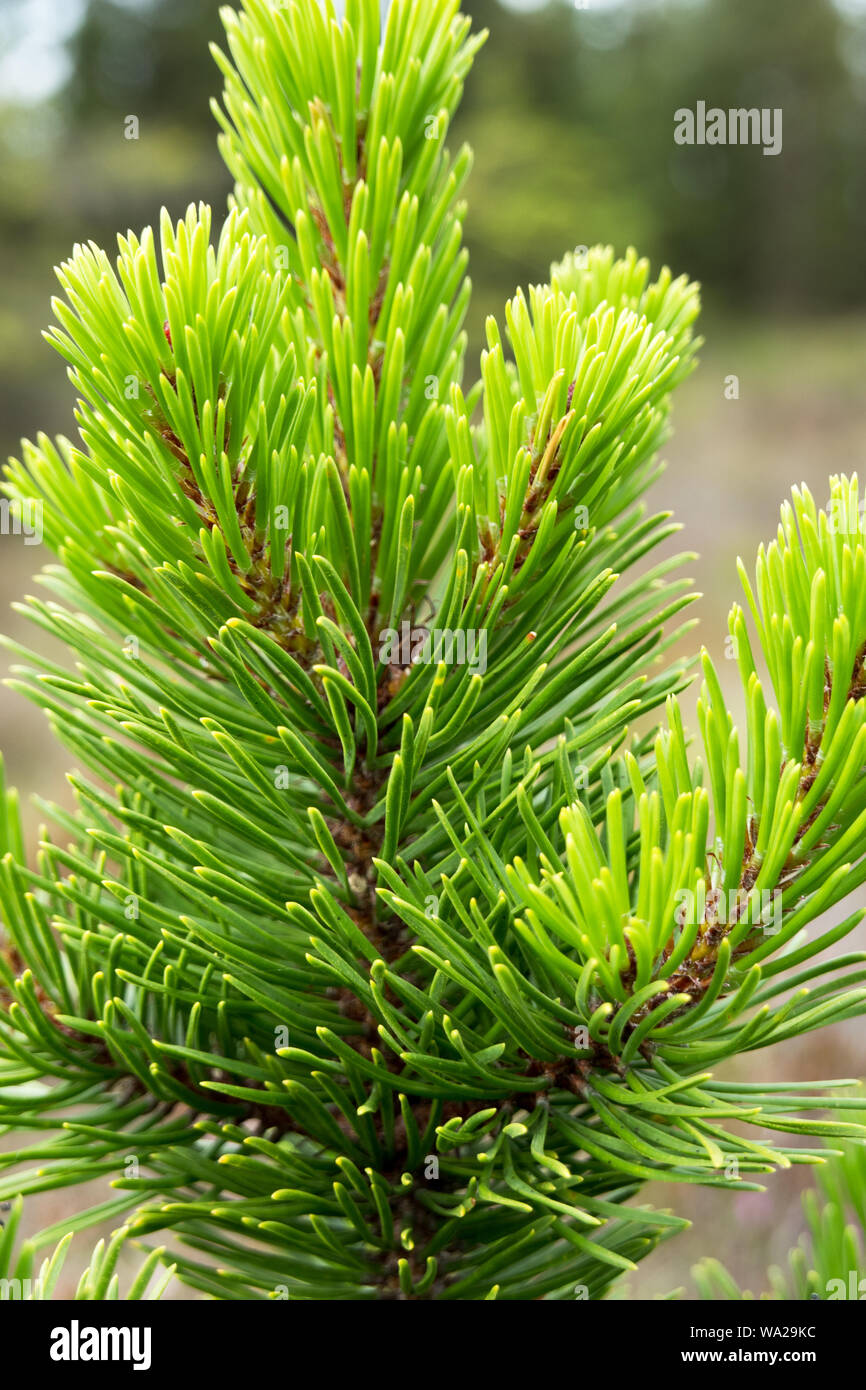 Pine tree green needles close up, Ireland Stock Photo