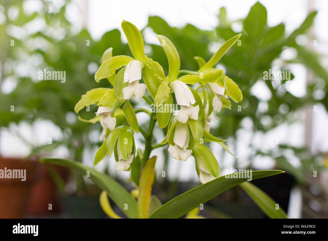 Cattleya leopoldii v. alba. Stock Photo