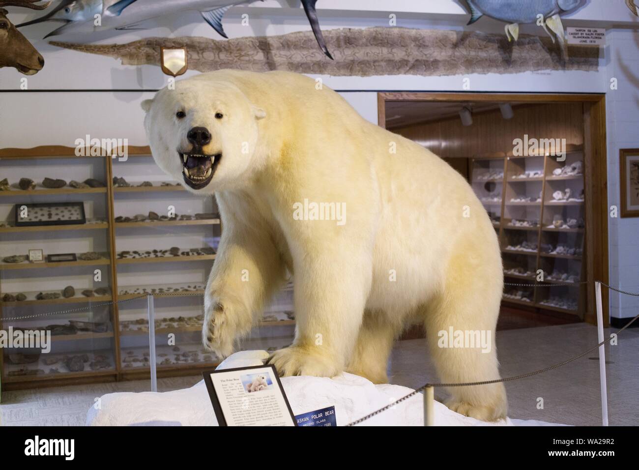 polar bear mount for sale