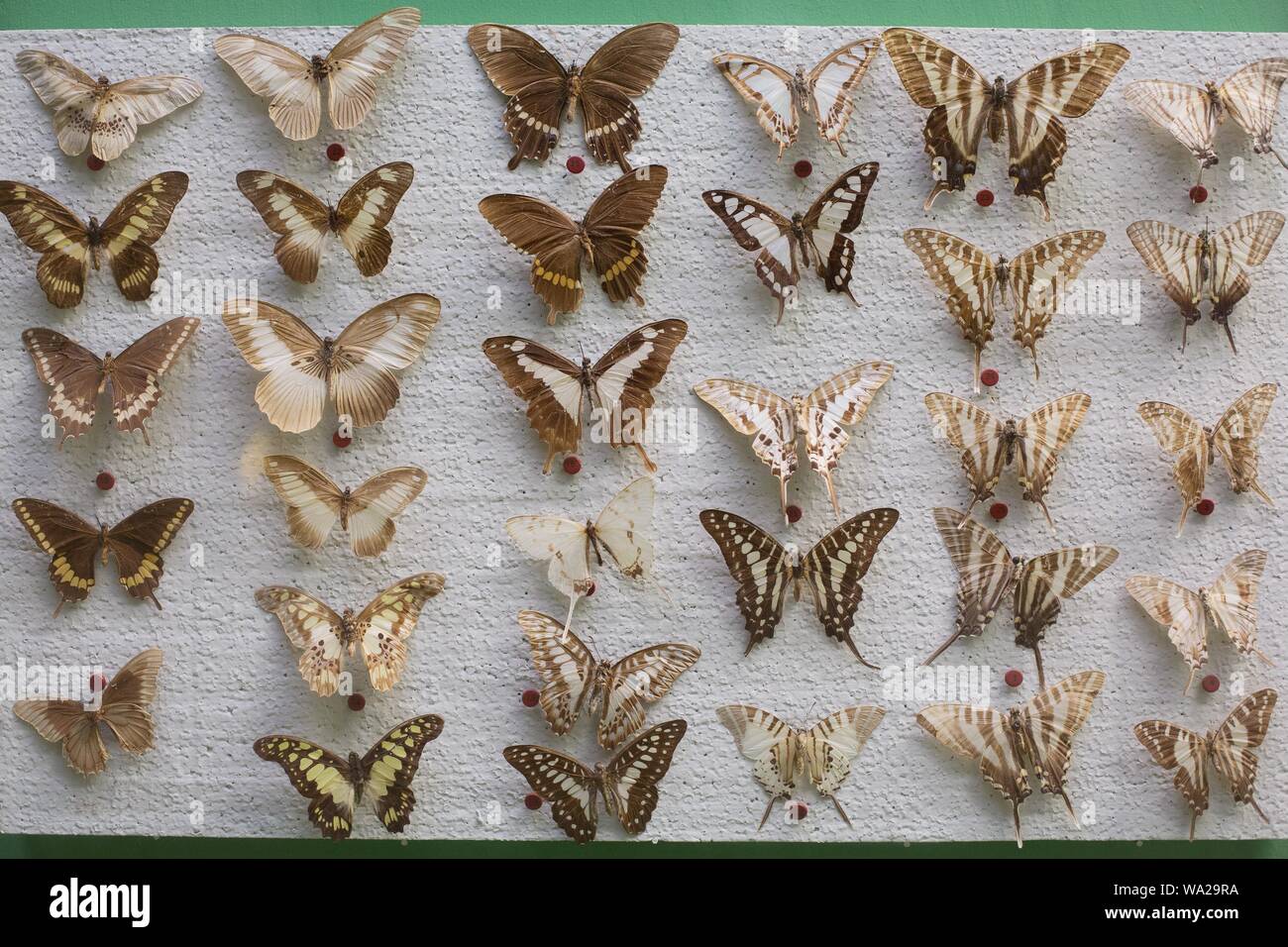Different types of butterflies pinned to a white board at the Ralph